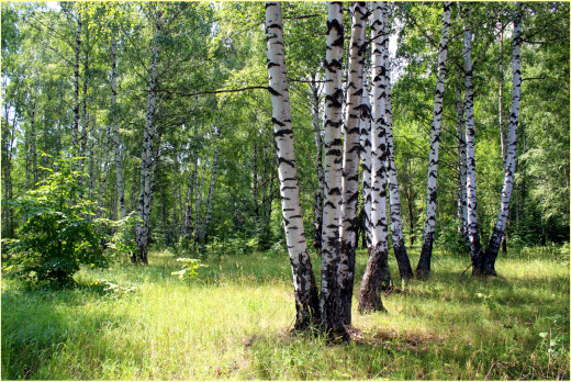 756407 (a): :2600x1737